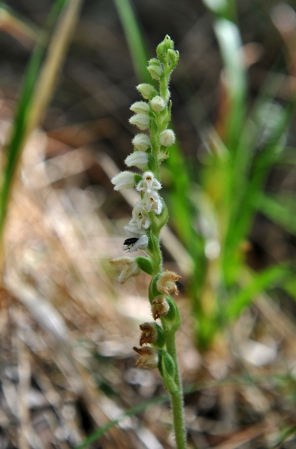 Goodyera repens